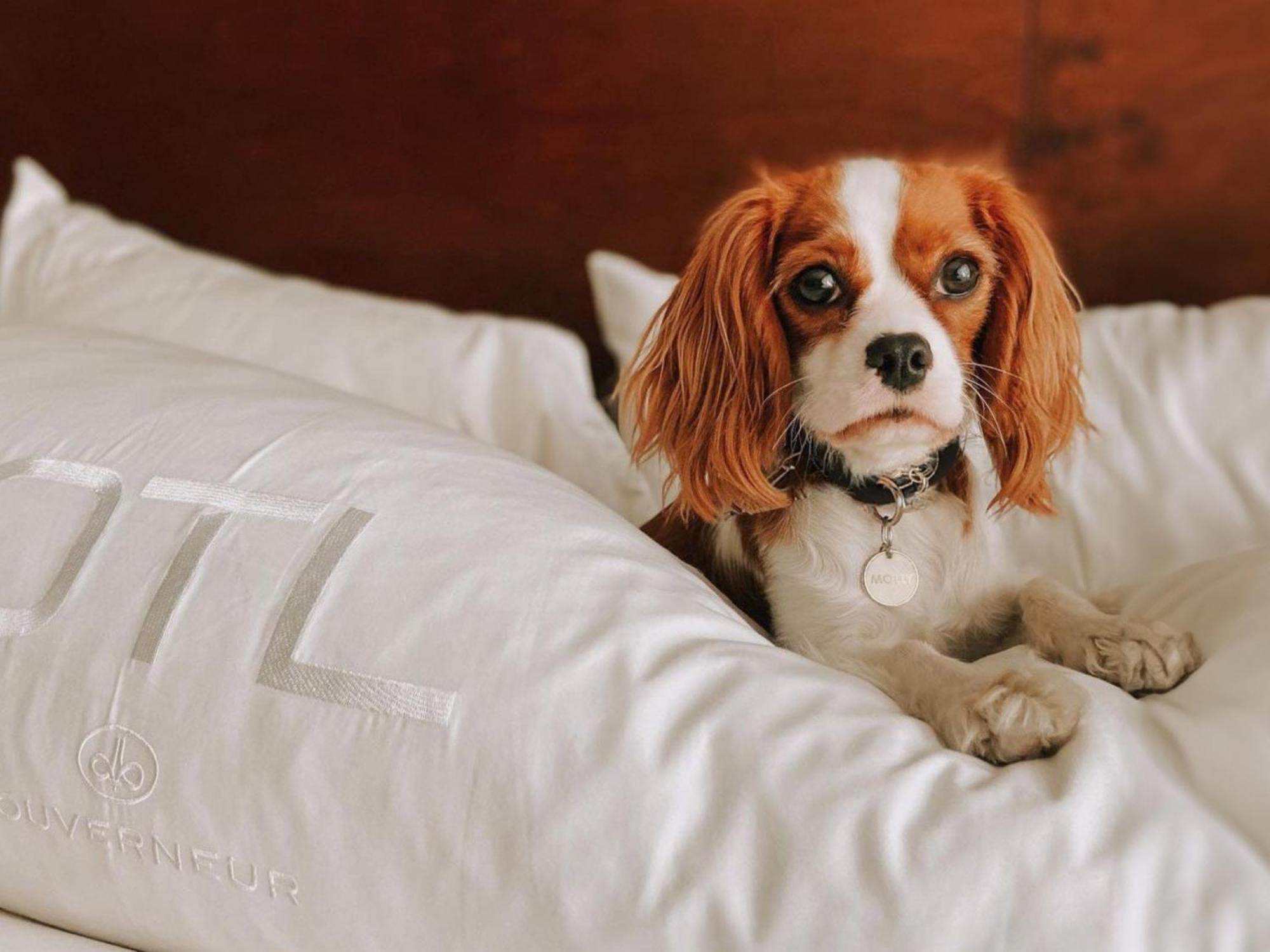 谢布克古弗尼尔酒店 舍布鲁克 外观 照片 A dog on a bed